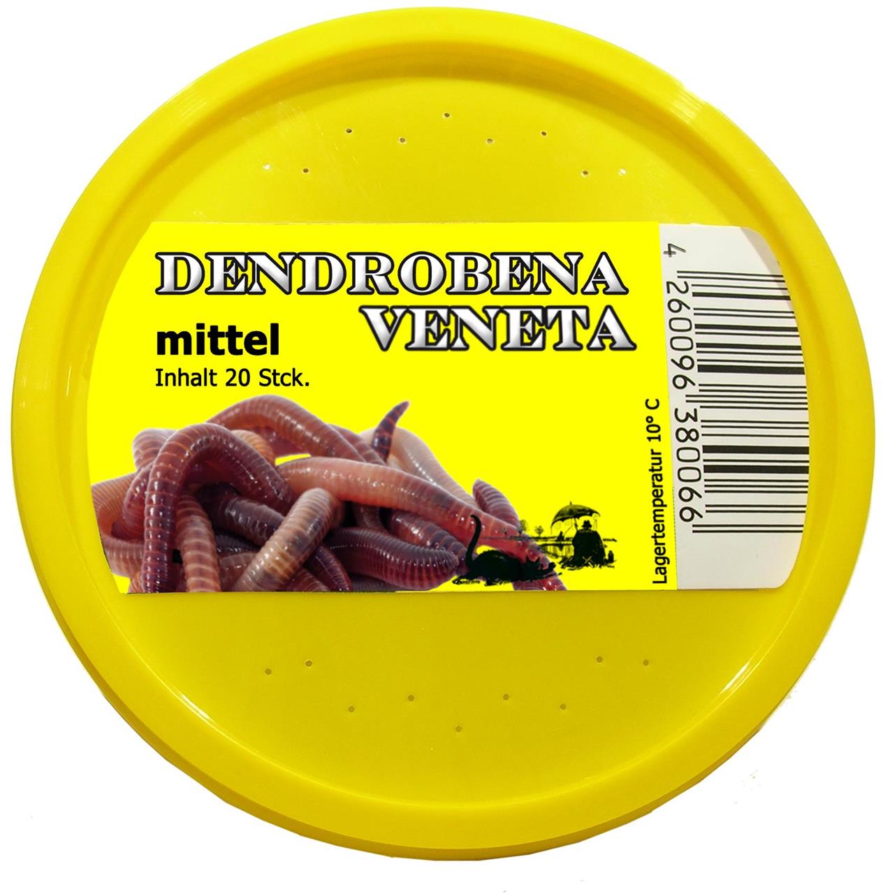 DB gelb (dendrobena veneta) mittel - 20 St.