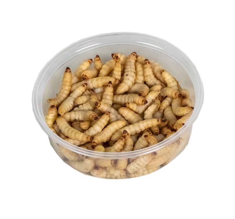 Bienenmaden 1 Dose 20-25g  40St