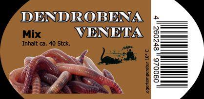 DB MIX (dendrobena veneta)  40 St..