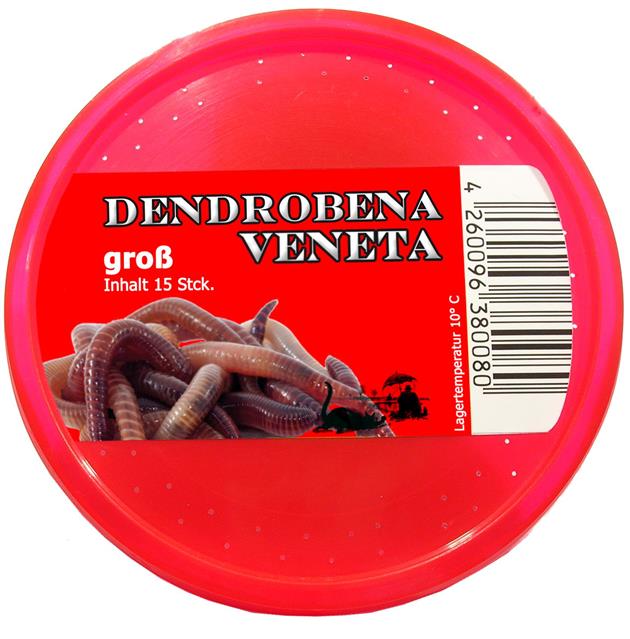 DB rot (dendrobena veneta) groß - 15 St.