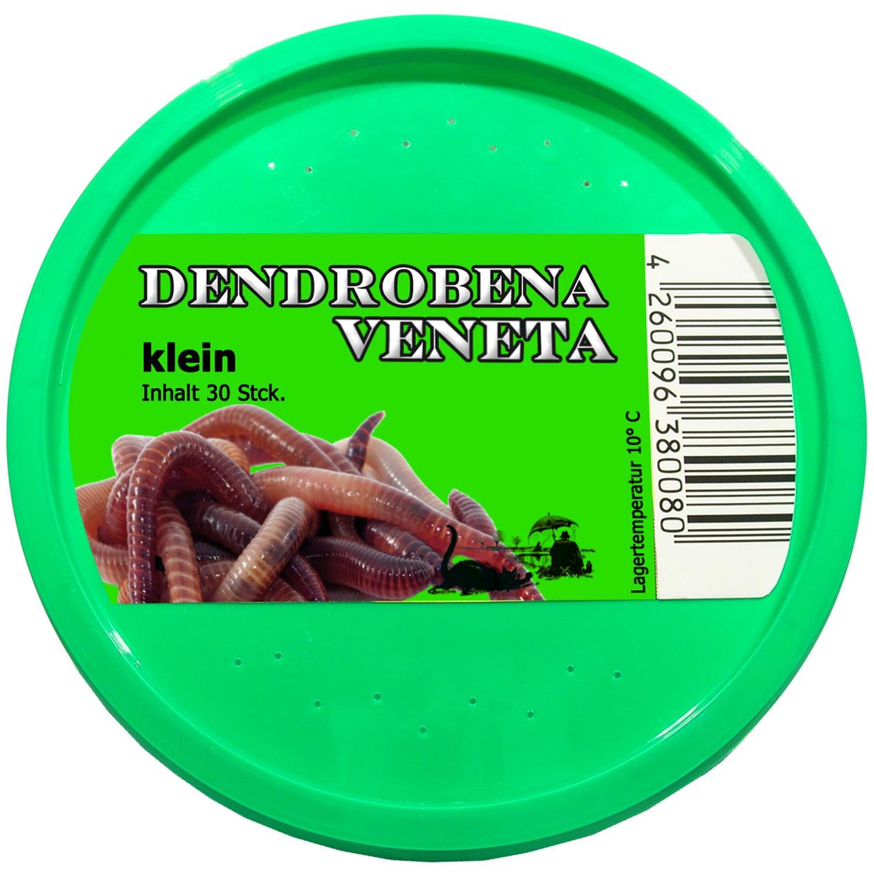DB grün (dendrobena veneta) klein - 30 St.