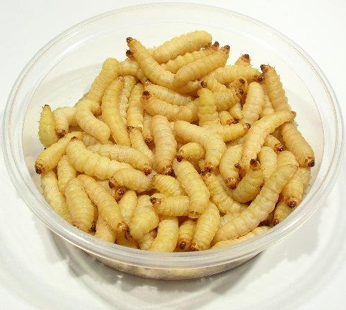 Bienenmaden 1 Dose 20-25g  40St